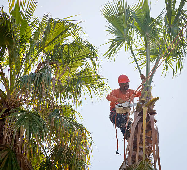 Trusted Hominy, OK Tree Service Experts